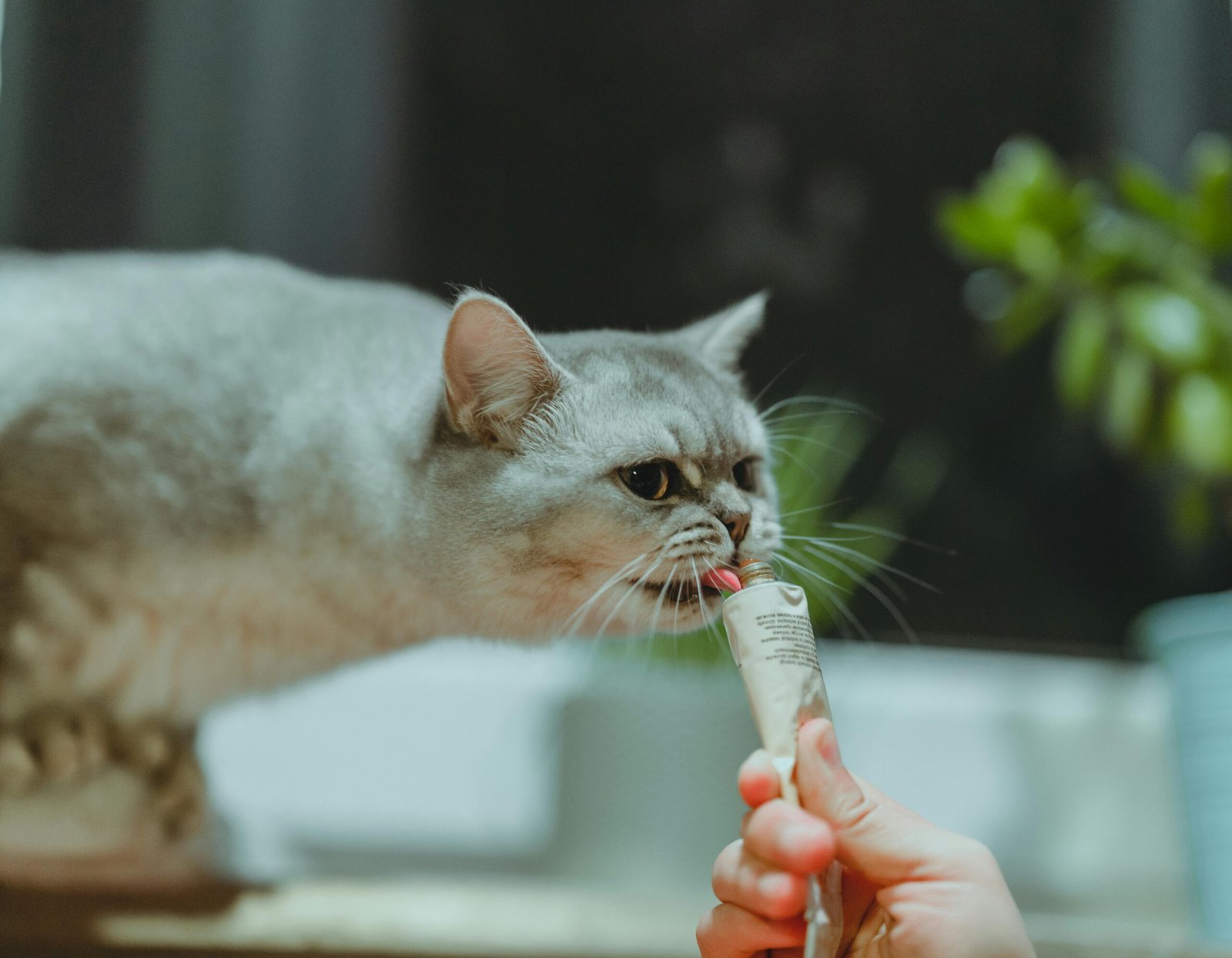 White cat being fed.