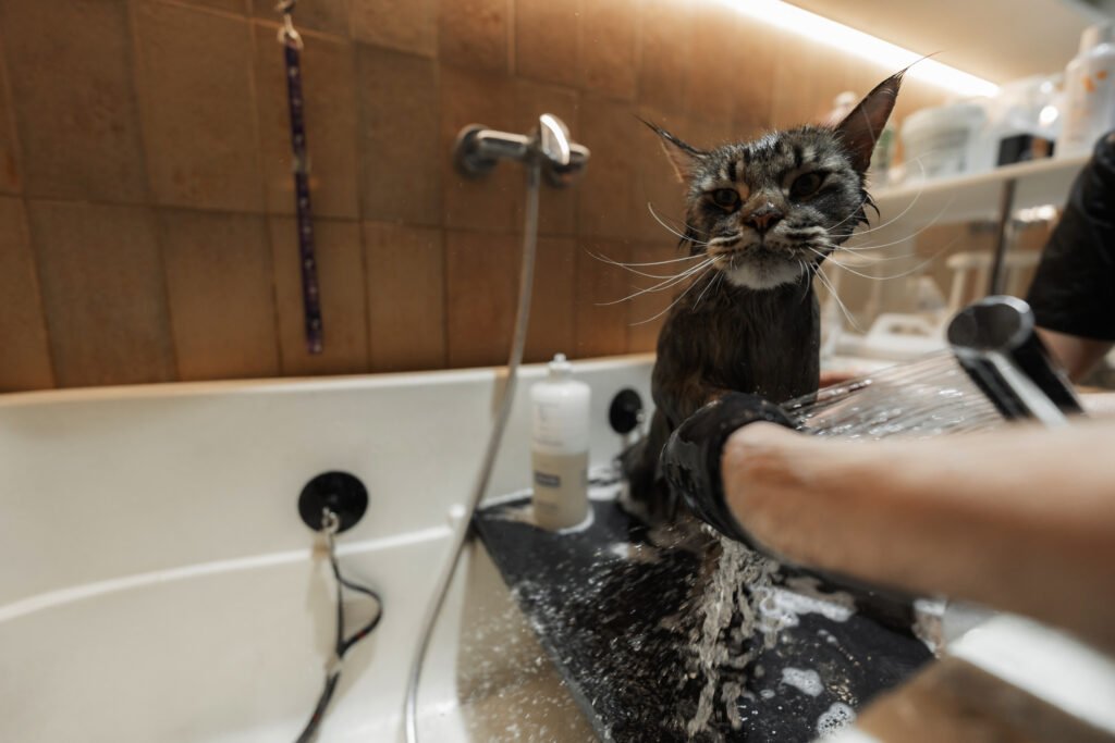 bathing-a-cat