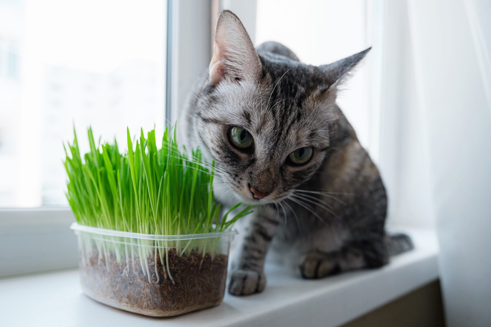 What Does Catnip Do to Cats?