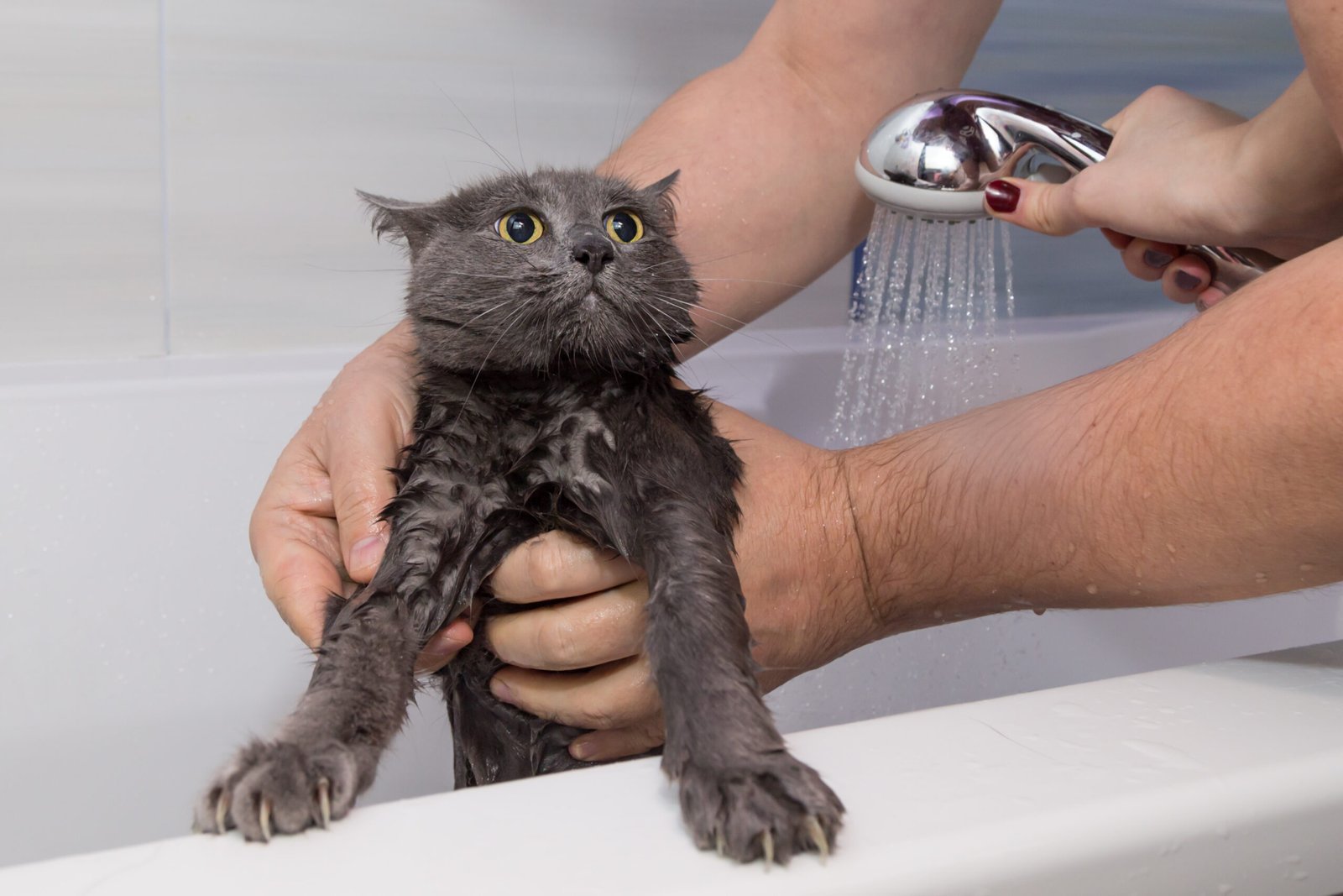 Simple Tips for Bathing Your Cat and Cleaning Their Ears