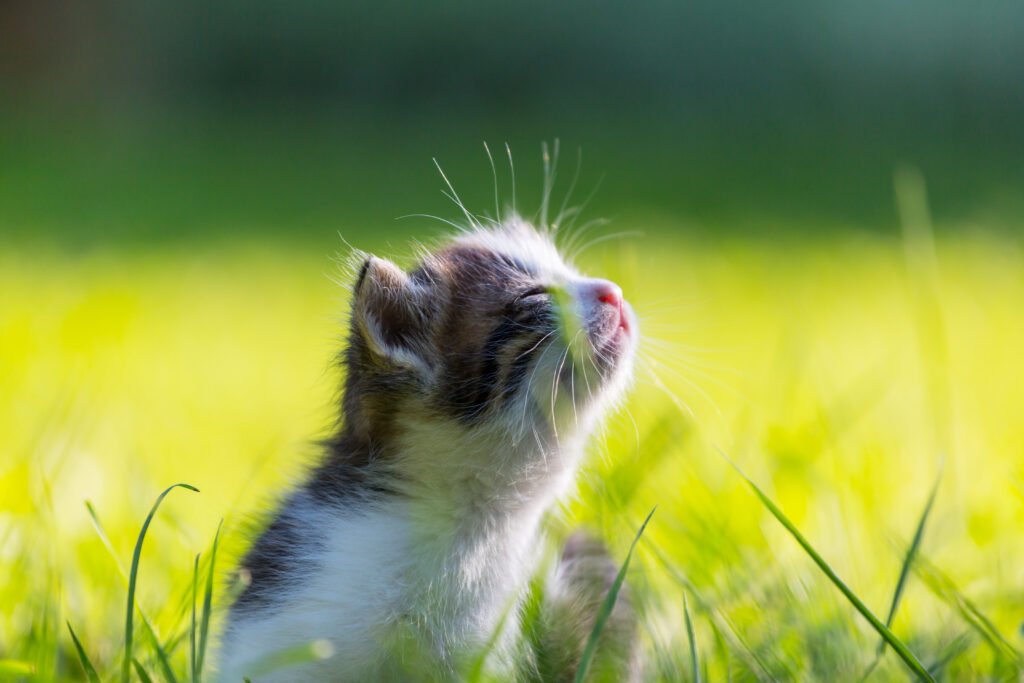 cat-smelling-grass