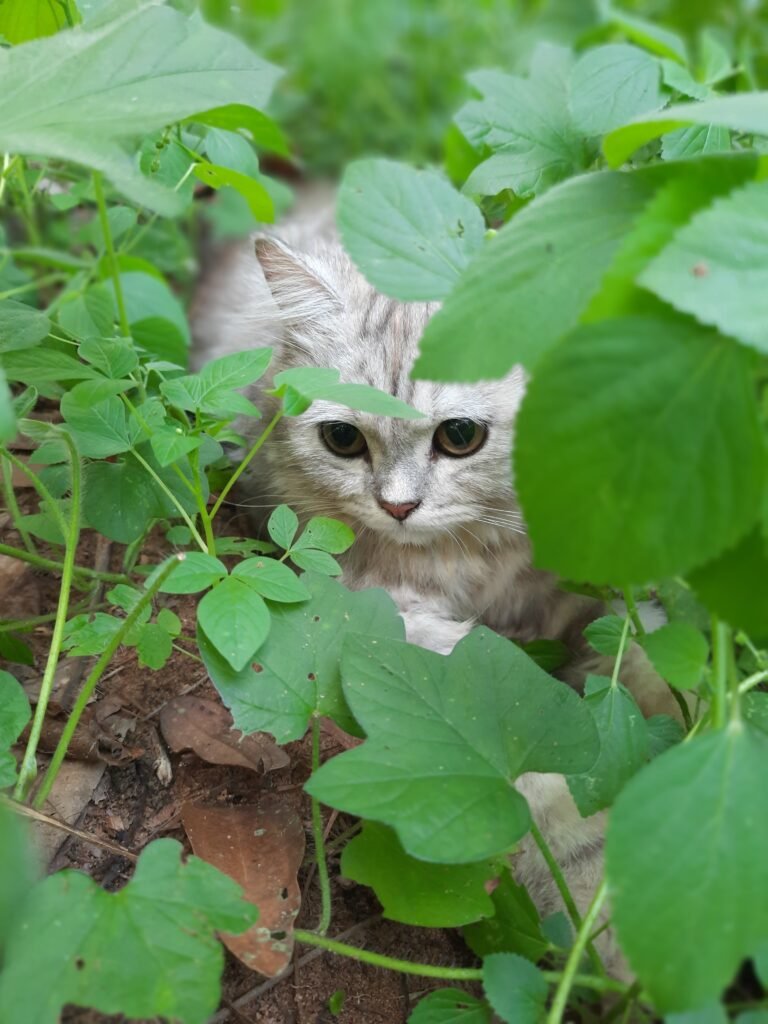 cat-in-the-grass