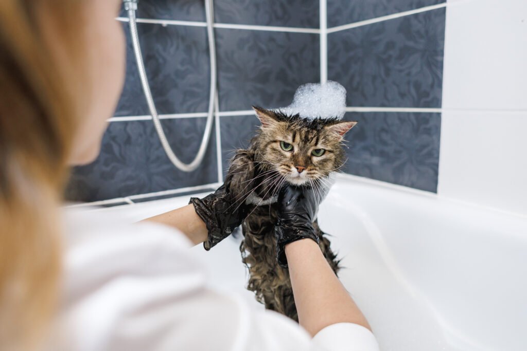 cat-in-the-bathtub